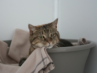 Happy Guest